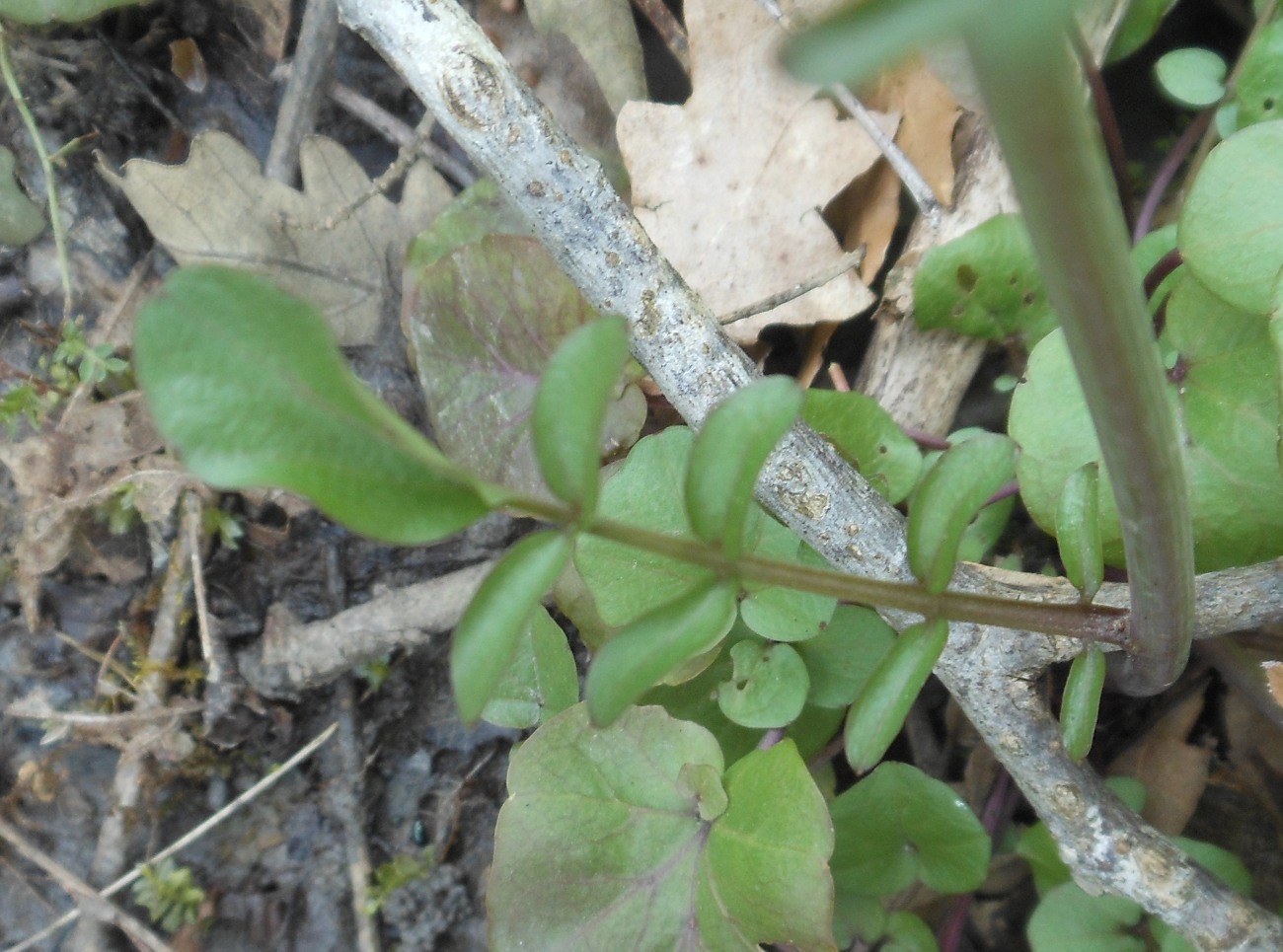 Cardamine apennina Lihov & Marhold